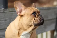 Tilly, a female French Bulldog for sale in Zanesville, OH – Photo 4 of 7