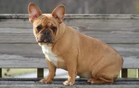 Tilly, a female French Bulldog for sale in Zanesville, OH – Photo 3 of 7