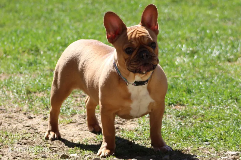 Tilly – French Bulldog puppy for sale in Zanesville, OH