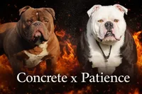 Amber, a female Olde English Bulldogge for sale in Zanesville, OH – 4 of 4