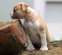 Chloe, a female American Bulldog for sale in Zanesville, OH – 5 of 10
