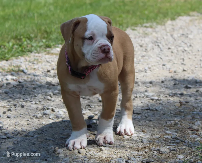 Sadie – American Bulldog puppy for sale in Zanesville, OH
