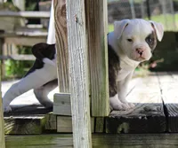 Envy, a female Olde English Bulldogge for sale in Zanesville, OH – 4 of 8