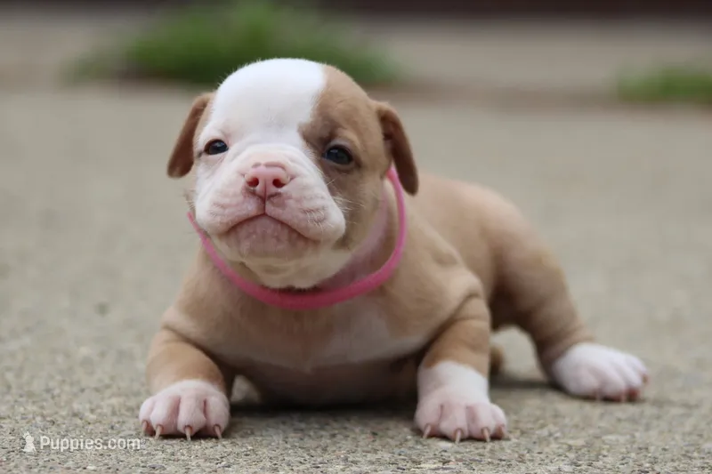Sadie – American Bulldog puppy for sale in Zanesville, OH