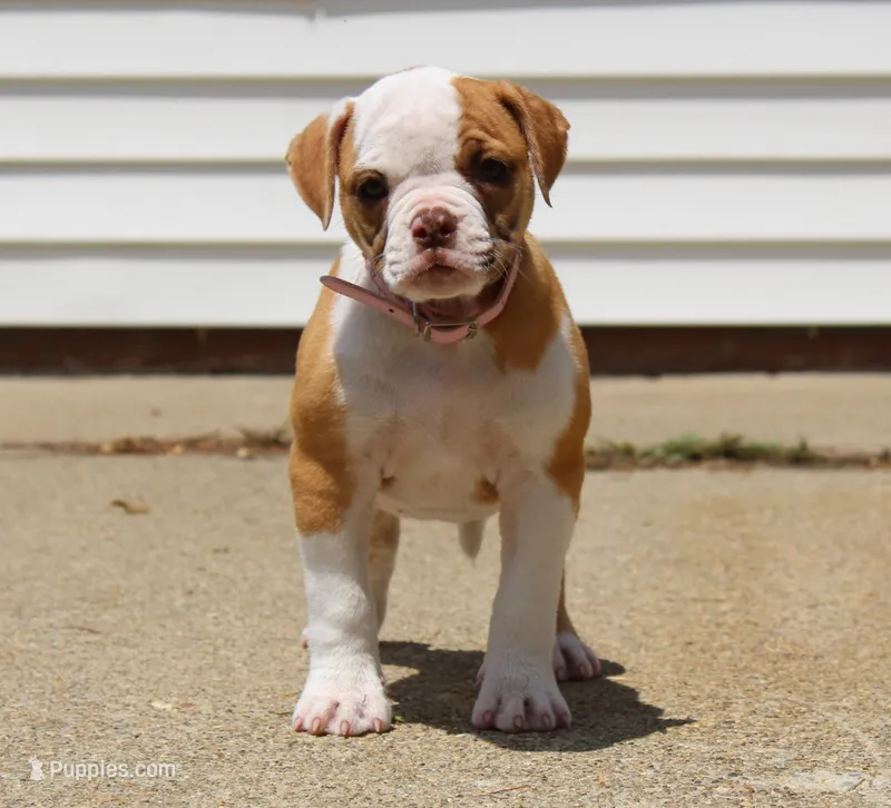 Chloe – American Bulldog puppy for sale in Zanesville, OH