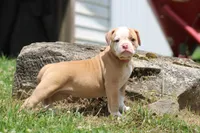 Sadie, a female American Bulldog for sale in Zanesville, OH – 6 of 8