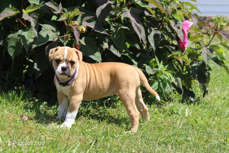 Libby – American Bulldog puppy for sale in Zanesville, OH