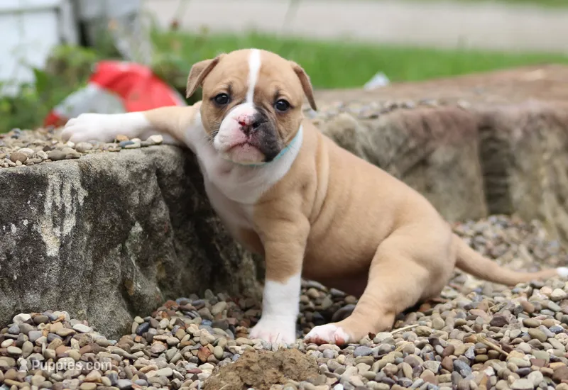 Libby – American Bulldog puppy for sale in Zanesville, OH