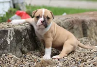 Libby, a female American Bulldog for sale in Zanesville, OH – 2 of 4