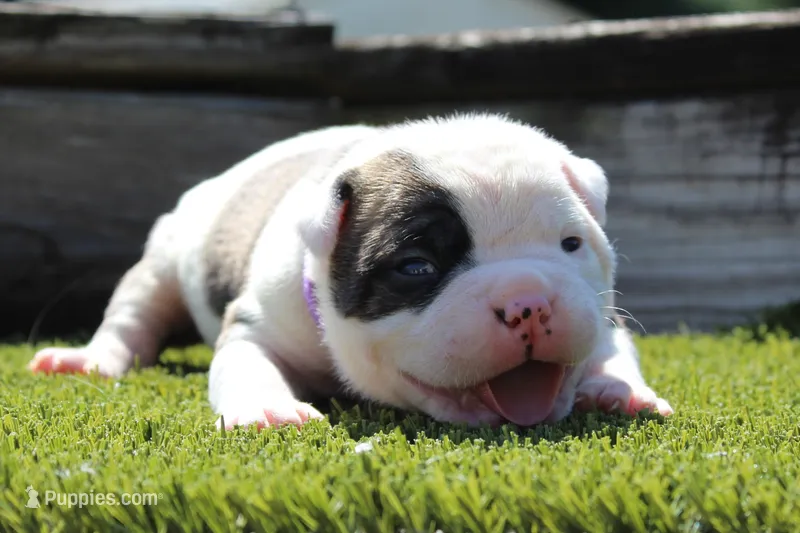Amber – Olde English Bulldogge puppy for sale in Zanesville, OH