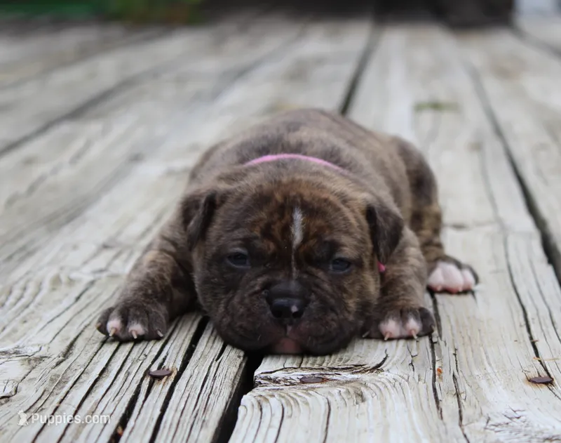 Ivy – Olde English Bulldogge puppy for sale in Zanesville, OH