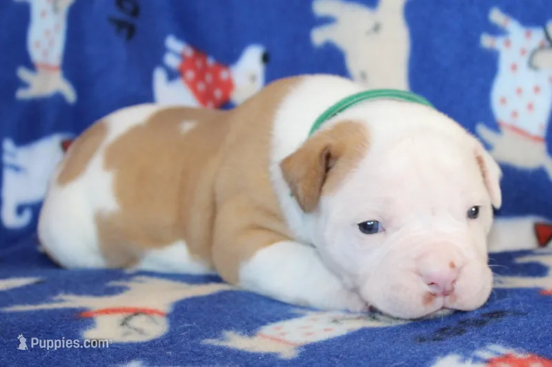 Mack – American Bulldog puppy for sale in Zanesville, OH