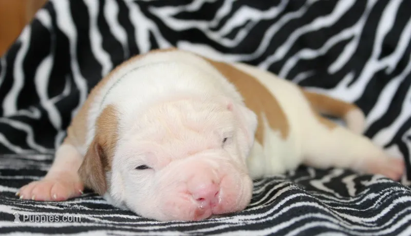Mack – American Bulldog puppy for sale in Zanesville, OH