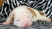 Mack, a male American Bulldog for sale in Zanesville, OH – Photo 1 of 9