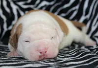Mack, a male American Bulldog for sale in Zanesville, OH – Photo 6 of 9