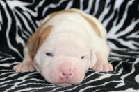 Mack, a male American Bulldog for sale in Zanesville, OH – Photo 9 of 9