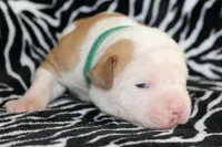 Mack, a male American Bulldog for sale in Zanesville, OH – Photo 8 of 9