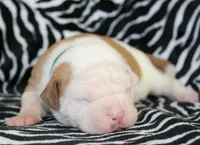 Mack, a male American Bulldog for sale in Zanesville, OH – Photo 4 of 9