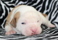 Mack, a male American Bulldog for sale in Zanesville, OH – Photo 7 of 9