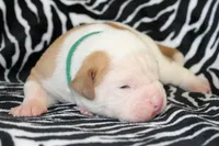 Mack, a male American Bulldog for sale in Zanesville, OH – Photo 2 of 9