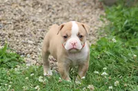 Lacie, a female American Bulldog for sale in Zanesville, OH – 4 of 10