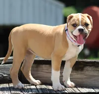 Libby, a female American Bulldog for sale in Zanesville, OH – 8 of 9