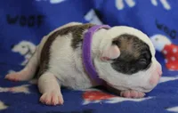 Amber, a female Olde English Bulldogge for sale in Zanesville, OH – 2 of 4
