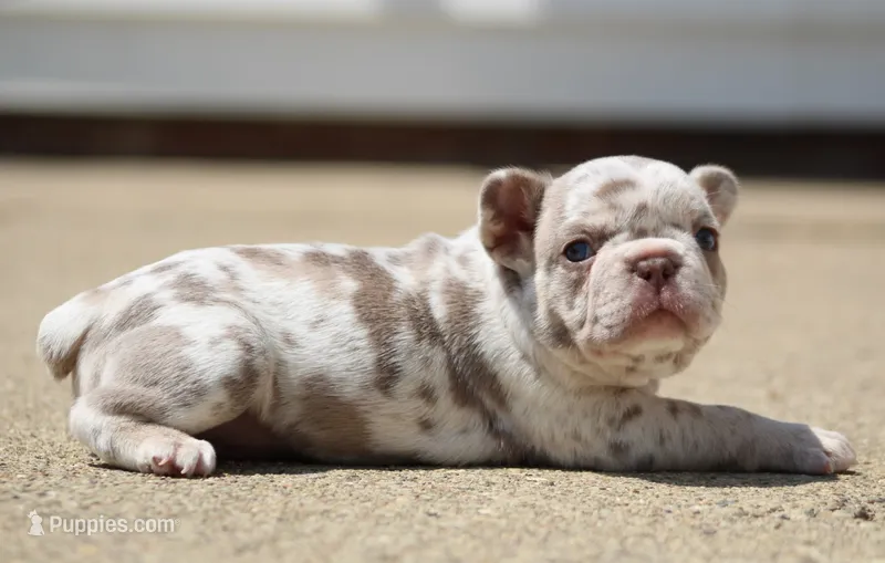 Izzy – French Bulldog puppy for sale in Zanesville, OH