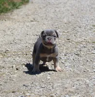 Buggs, a male French Bulldog for sale in Zanesville, OH – 9 of 9