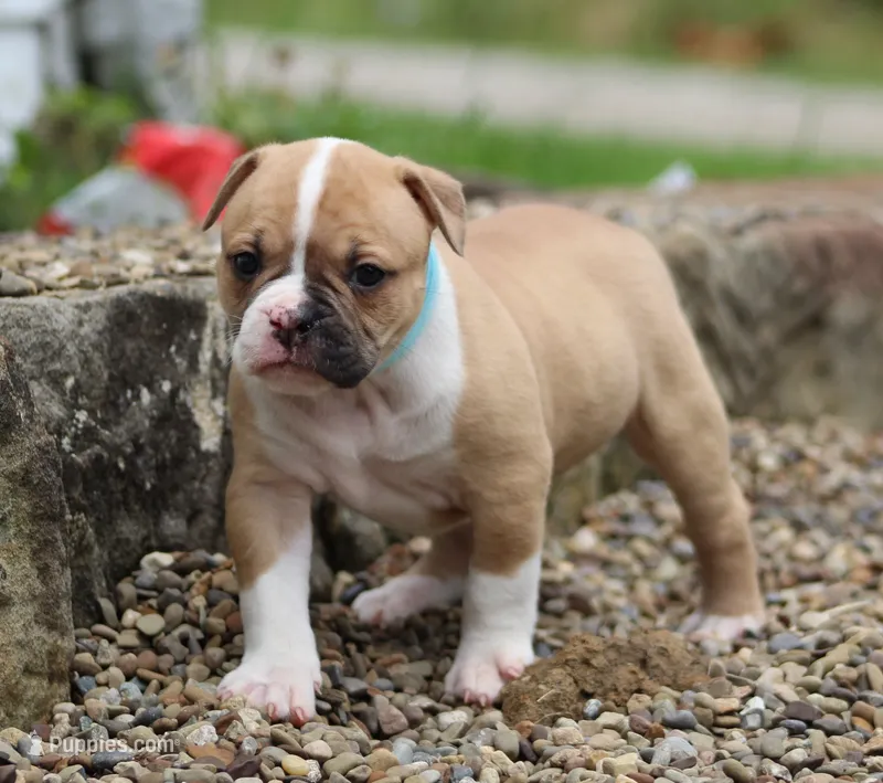 Libby – American Bulldog puppy for sale in Zanesville, OH