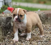Libby, a female American Bulldog for sale in Zanesville, OH – 1 of 4