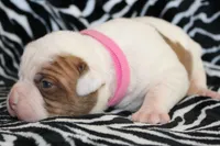 Bella, a female American Bulldog for sale in Zanesville, OH – Photo 2 of 8