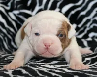 Bella, a female American Bulldog for sale in Zanesville, OH – Photo 5 of 8