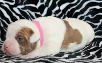 Bella, a female American Bulldog for sale in Zanesville, OH – Photo 6 of 8