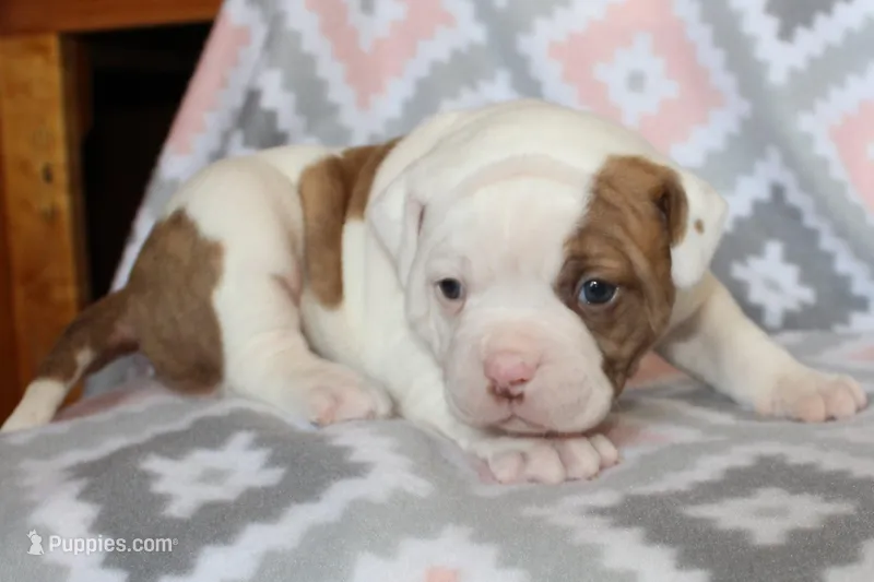 Bella – American Bulldog puppy for sale in Zanesville, OH