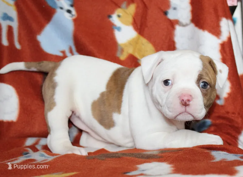 Bella – American Bulldog puppy for sale in Zanesville, OH