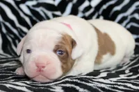 Bella, a female American Bulldog for sale in Zanesville, OH – Photo 7 of 8