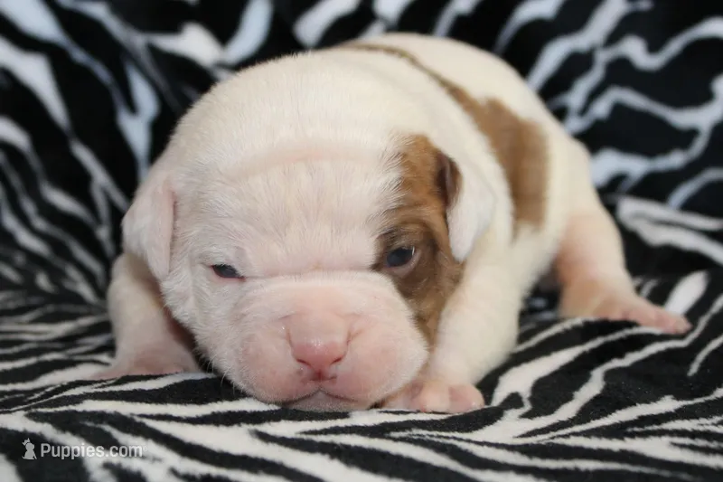 Bella – American Bulldog puppy for sale in Zanesville, OH