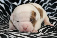 Bella, a female American Bulldog for sale in Zanesville, OH – Photo 1 of 8