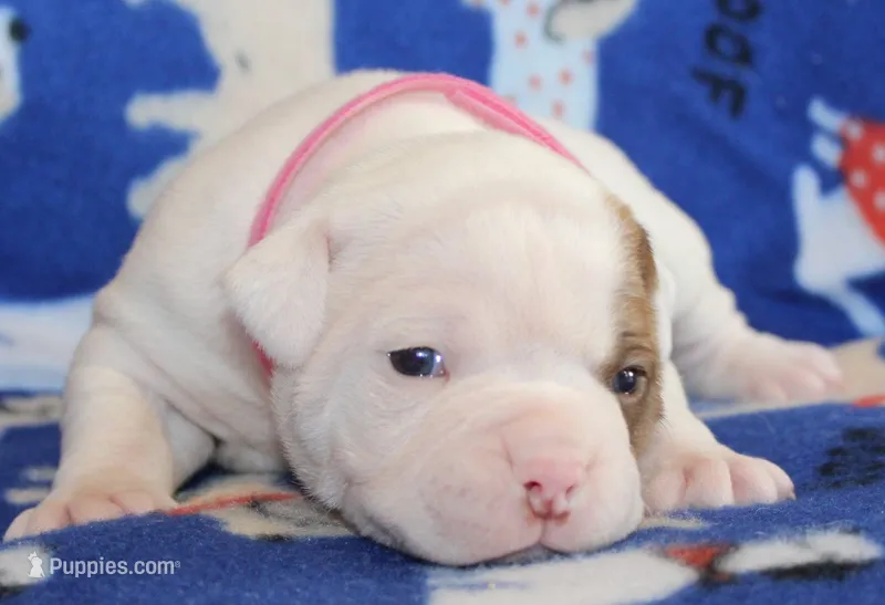 Bella – American Bulldog puppy for sale in Zanesville, OH