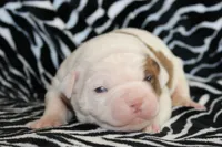 Bella, a female American Bulldog for sale in Zanesville, OH – Photo 3 of 8