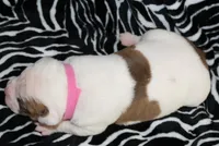 Bella, a female American Bulldog for sale in Zanesville, OH – Photo 8 of 8