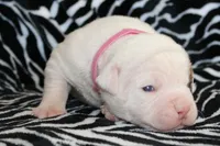 Bella, a female American Bulldog for sale in Zanesville, OH – Photo 4 of 8