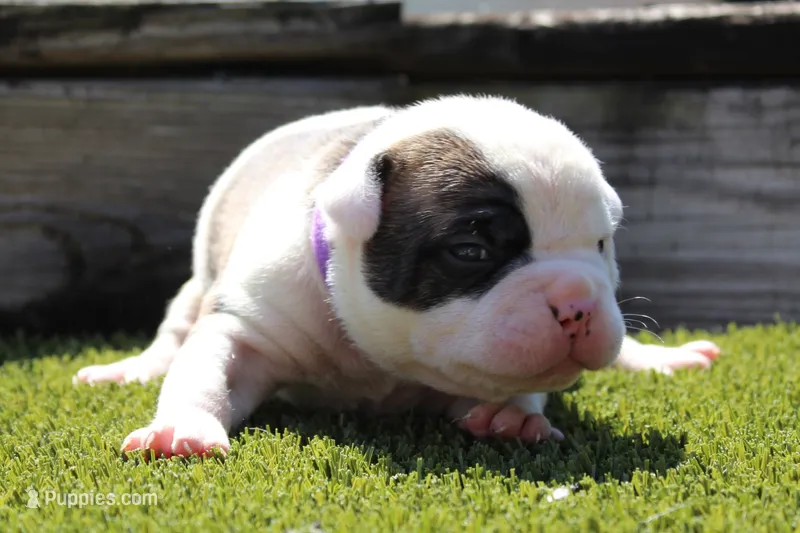 Amber – Olde English Bulldogge puppy for sale in Zanesville, OH