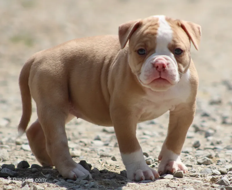 Lacie – American Bulldog puppy for sale in Zanesville, OH