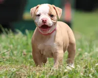Sadie, a female American Bulldog for sale in Zanesville, OH – 7 of 8