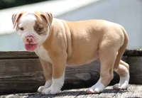 Sadie, a female American Bulldog for sale in Zanesville, OH – 5 of 8