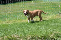 Stetson, a male American Bulldog for sale in Zanesville, OH – 7 of 9