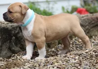Libby, a female American Bulldog for sale in Zanesville, OH – 4 of 4