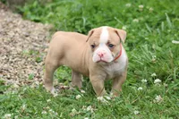 Lacie, a female American Bulldog for sale in Zanesville, OH – 2 of 10